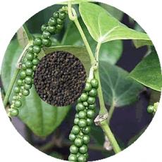 Black pepper essential oil